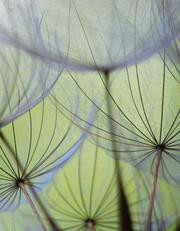 Blankbook Löwenzahnsamen